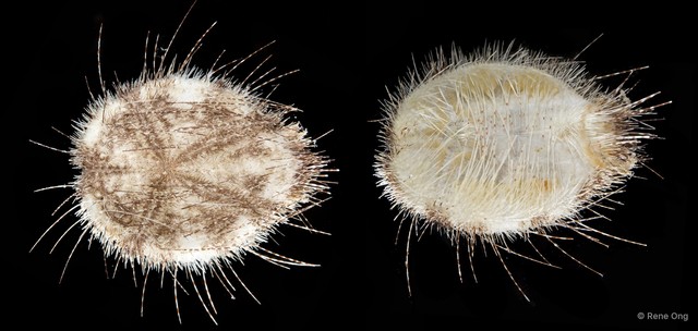 Echinoidea sp. "Heart urchin 3" • © Rene Ong • All Rights Reserved