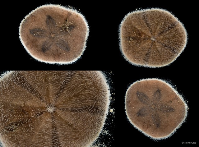 Echinoidea sp. "Heart urchin 4" • © Rene Ong • All Rights Reserved