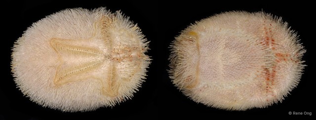 Echinoidea sp. "Heart urchin 5" • © Rene Ong • All Rights Reserved