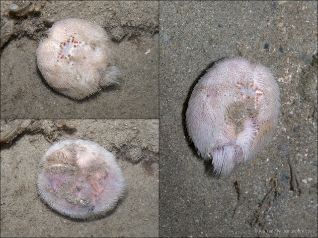 Echinoidea sp. "Heart urchin 6" • © Ria Tan • All Rights Reserved