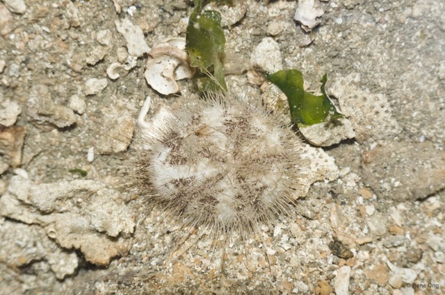 Echinoidea sp. "Heart urchin 7" • © Rene Ong • All Rights Reserved