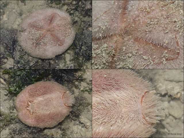 Echinoidea sp. "Heart urchin 8" • © Rene Ong • All Rights Reserved