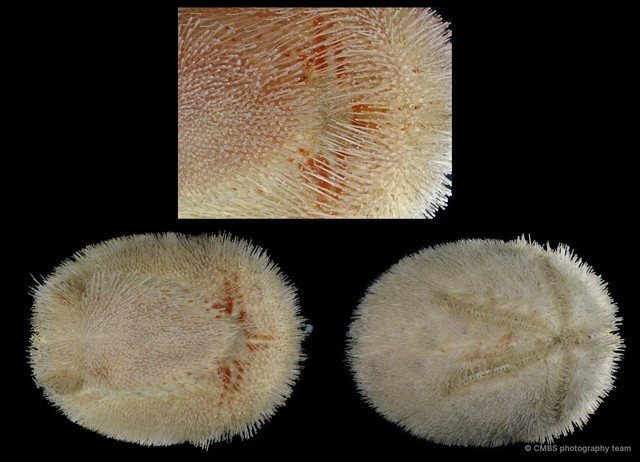 Echinoidea sp. "Heart urchin SS-3989" • © CMBS photography team • All Rights Reserved