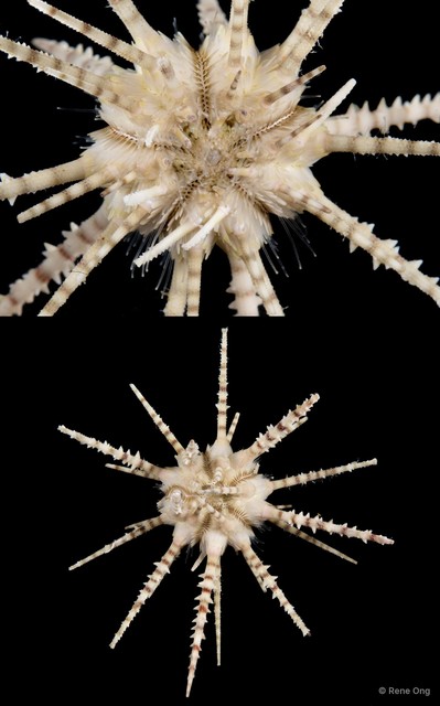 Echinoidea sp. "Pencil sea urchin" • © Rene Ong • All Rights Reserved