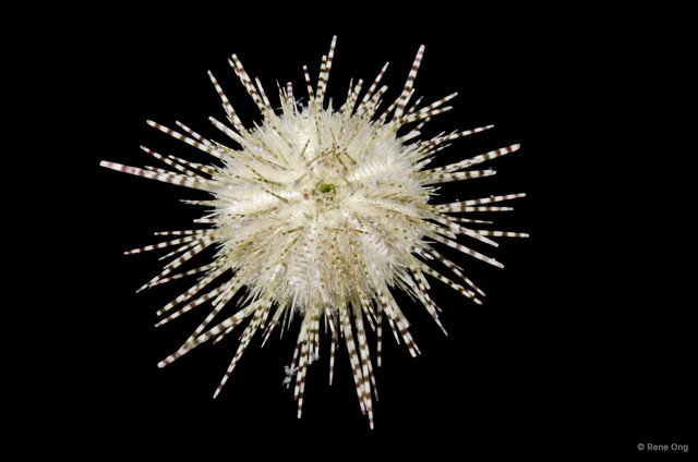 Echinoidea sp. "Sea urchin 1" • © Rene Ong • All Rights Reserved
