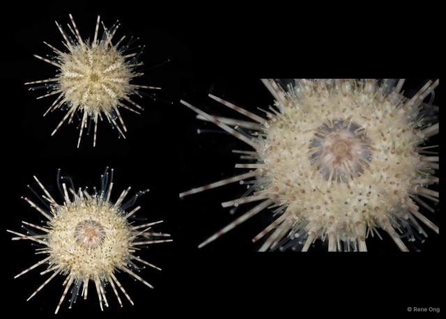 Echinoidea sp. "Sea urchin 2" • © Rene Ong • All Rights Reserved