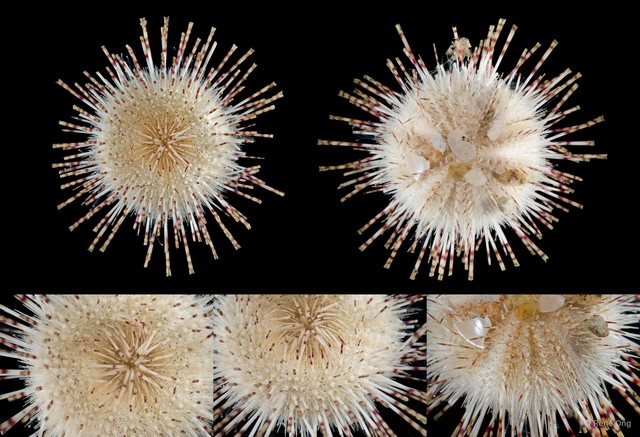 Echinoidea sp. "Sea urchin 3" • © Rene Ong • All Rights Reserved