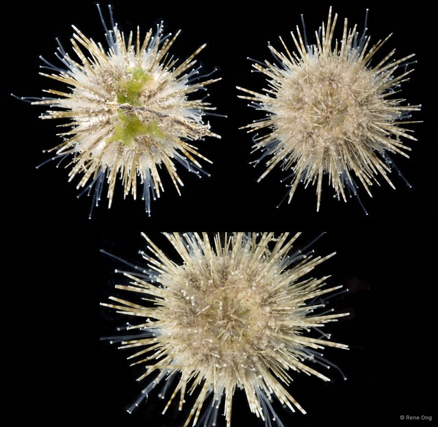 Echinoidea sp. "Sea urchin 4" • © Rene Ong • All Rights Reserved