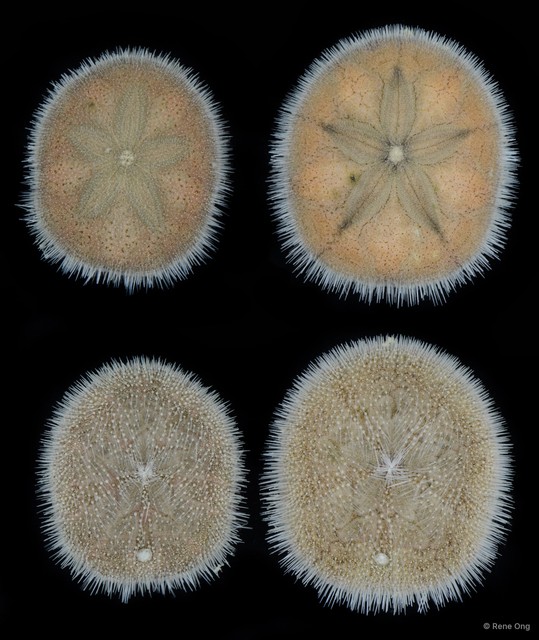 Echinoidea sp. "Sea urchin 5" • © Rene Ong • All Rights Reserved