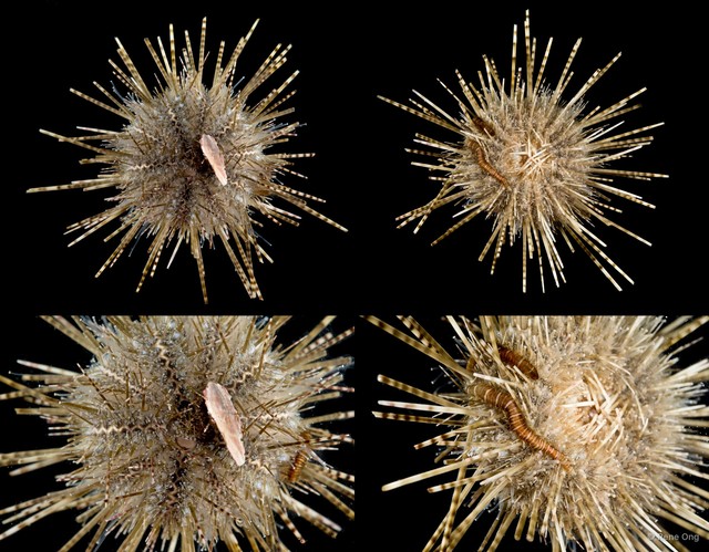Echinoidea sp. "Sea urchin 6" • © Rene Ong • All Rights Reserved