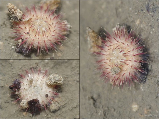Echinoidea sp. "Sea urchin 7" • © Rene Ong • All Rights Reserved