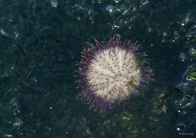 Echinoidea sp. "Sea urchin 8" • © Rene Ong • All Rights Reserved