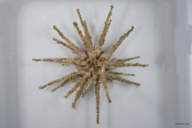 Echinoidea sp. "Thorny sea urchin 1" • © Rene Ong • All Rights Reserved