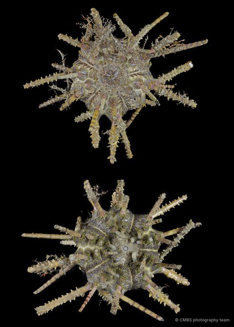 Echinoidea sp. "Thorny sea urchin 2" • © CMBS photography team • All Rights Reserved