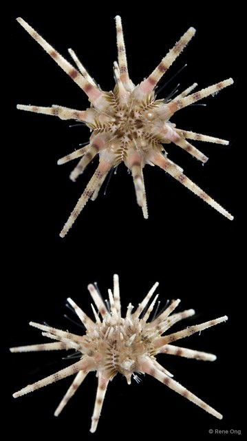 Echinoidea sp. "Thorny sea urchin 3" • © Rene Ong • All Rights Reserved