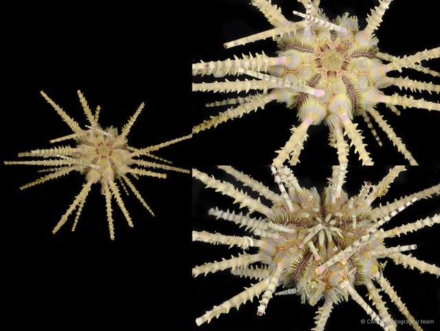 Echinoidea sp. "Thorny sea urchin 4" • © CMBS photography team • All Rights Reserved