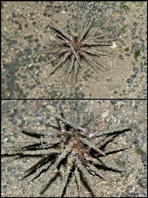 Echinoidea sp. "Thorny sea urchin 5" • © Rene Ong • All Rights Reserved