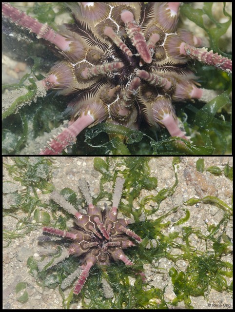 Echinoidea sp. "Thorny sea urchin 6" • © Rene Ong • All Rights Reserved
