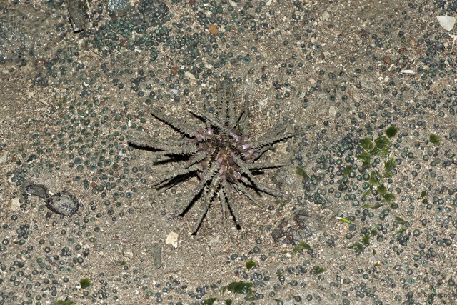 Echinoidea sp. "Thorny sea urchin 7" • © Rene Ong • All Rights Reserved