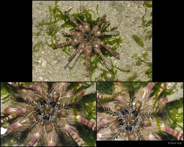 Echinoidea sp. "Thorny sea urchin 8" • © Rene Ong • All Rights Reserved