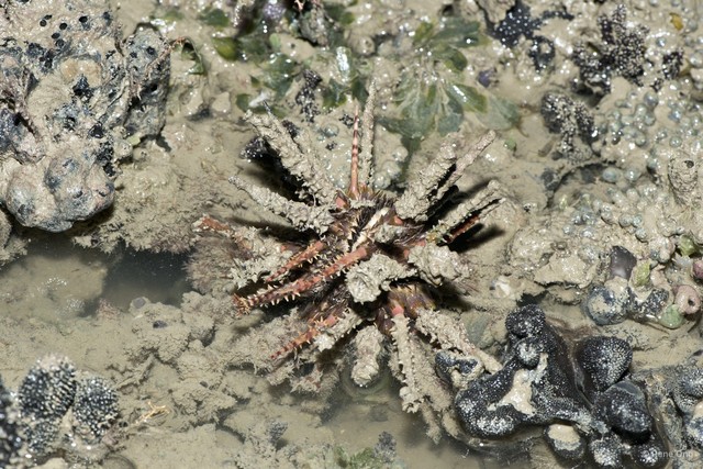 Echinoidea sp. "Thorny sea urchin 9" • © Rene Ong • All Rights Reserved