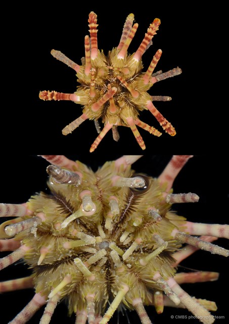 Echinoidea sp. "Thorny sea urchin JS-0923" • © CMBS photography team • All Rights Reserved