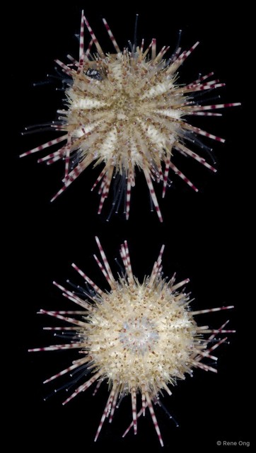 Salmacis sp. "1" • © Rene Ong • All Rights Reserved