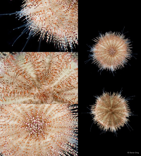 Salmacis sp. "2" • © Rene Ong • All Rights Reserved