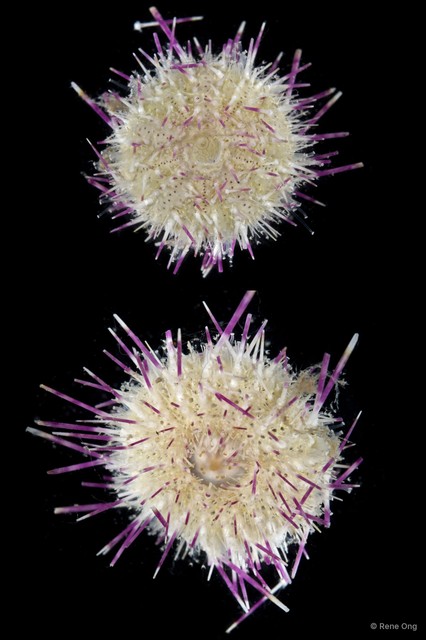 Salmacis sp. "3" • © Rene Ong • All Rights Reserved