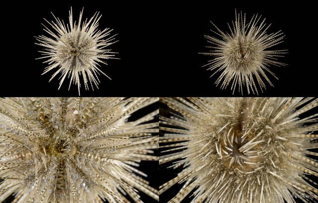 Salmacis sp. "4" • © Rene Ong • All Rights Reserved
