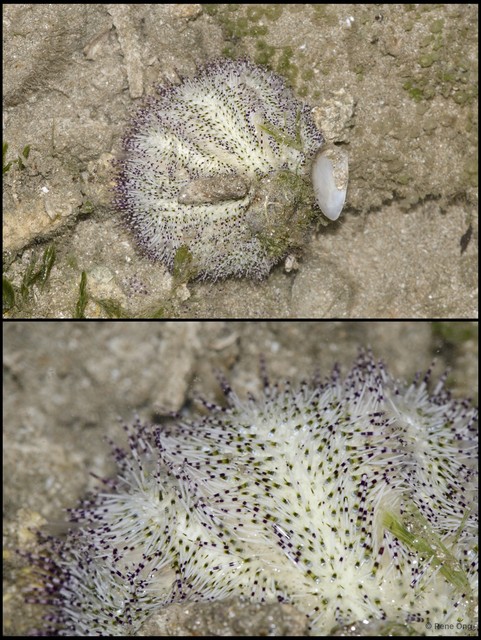 Salmacis sp. "576d5ad9" • © Rene Ong • All Rights Reserved