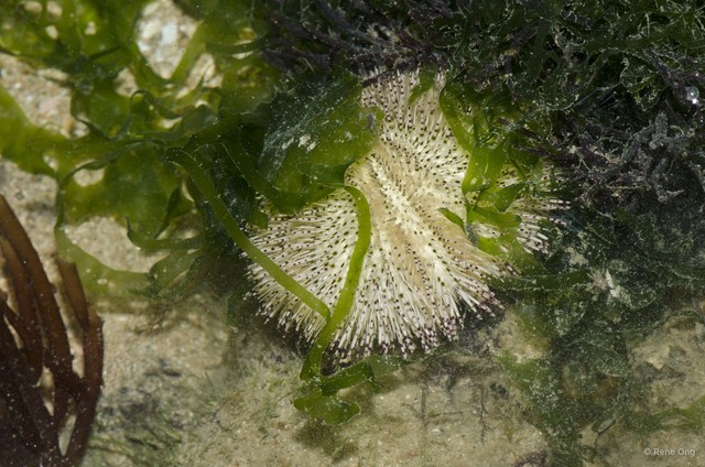 Salmacis sp. "589642fe" • © Rene Ong • All Rights Reserved