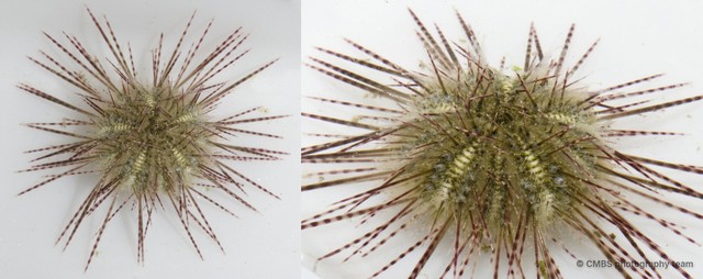 Salmacis sp. "6" • © CMBS photography team • All Rights Reserved