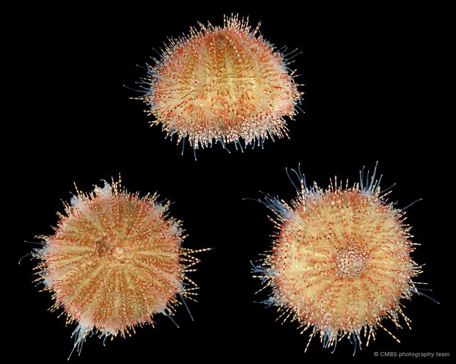 Salmacis sp. "SS-1507" • © CMBS photography team • All Rights Reserved