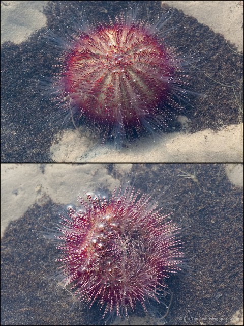 Salmacis bicolor • © Ria Tan • All Rights Reserved