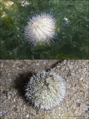Salmacis sphaeroides