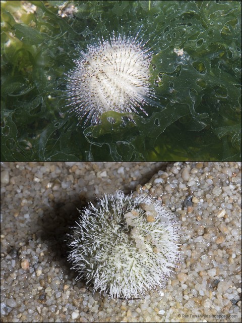 Salmacis sphaeroides • © Ria Tan • All Rights Reserved