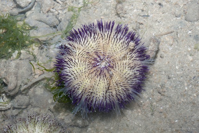 Salmacis virgulata • © Ria Tan • All Rights Reserved