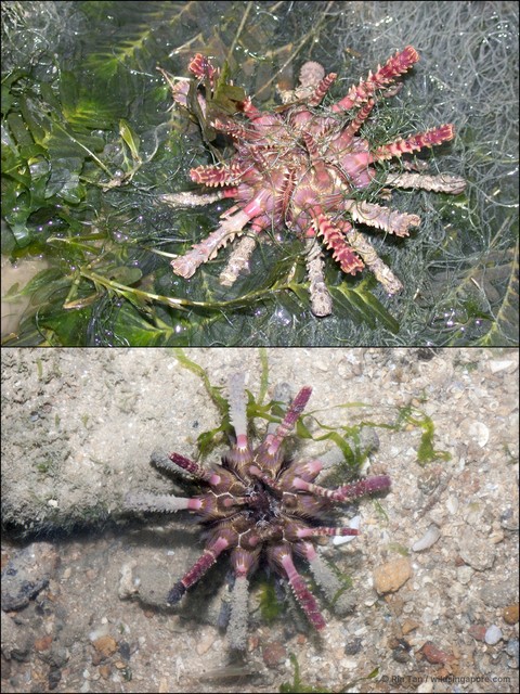 Prionocidaris sp. "5c93b4c3" • © Ria Tan • All Rights Reserved