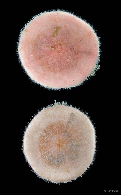 Clypeasteroida sp. "5" • © Rene Ong • All Rights Reserved