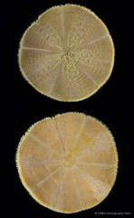 Arachnoides placenta • © CMBS photography team • All Rights Reserved