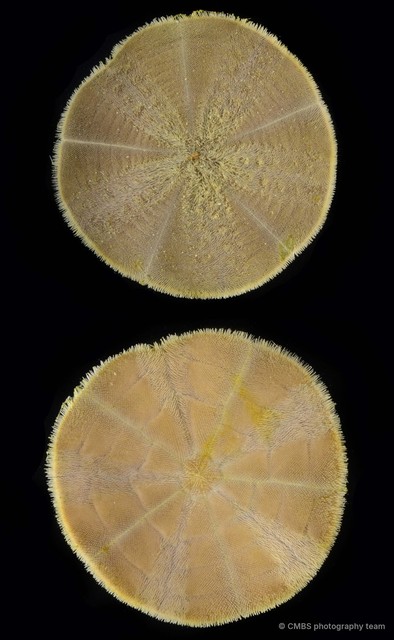 Arachnoides placenta • © CMBS photography team • All Rights Reserved