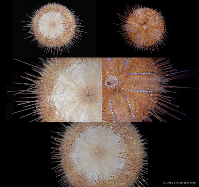 Chaetodiadema granulatum • © CMBS photography team • All Rights Reserved