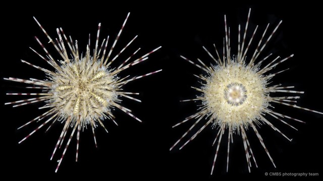 Diadema sp. "1" • © CMBS photography team • All Rights Reserved