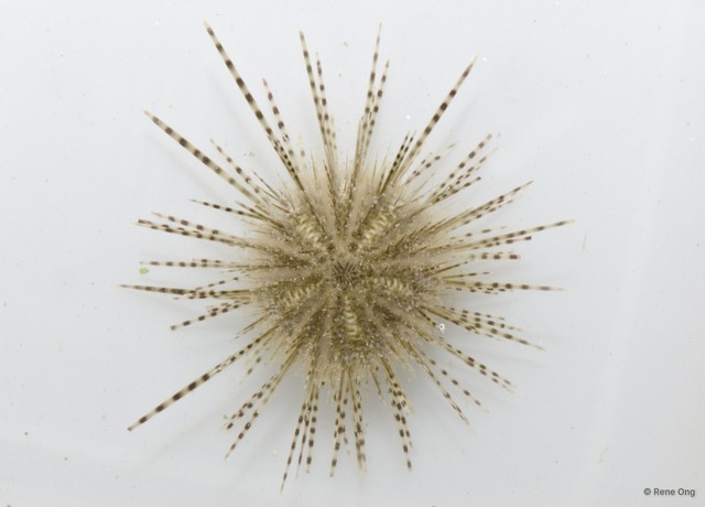 Diadema sp. "3" • © Rene Ong • All Rights Reserved