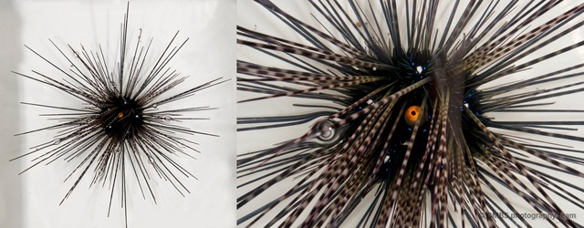 Diadema sp. "cf. setosum" • © CMBS photography team • All Rights Reserved