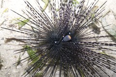 Diadema setosum