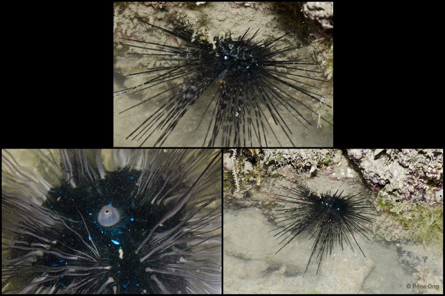 Diadema setosum