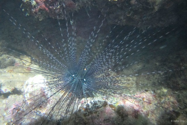Diadema setosum