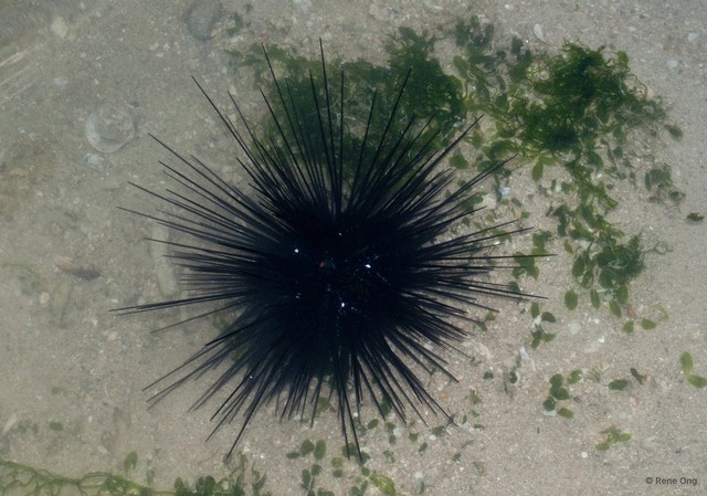 Diadema setosum